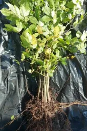 buk-pospolity-sadzonki-101-150-cm-pakiet-25-sztuk