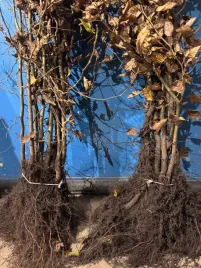 grab-pospolity-gotowe-rozkrzewione-sadzonki-nazywoplot120-150cm-szkolkowany