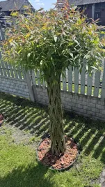 wierzba-pleciona-salix140-160cmrecznie-pleciona-naturalna-dekoracja-premium