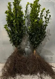 bukszpan-wiecznie-zielony-sadzonki-na-zywoplot-15-25-cm-rozkrzewiony