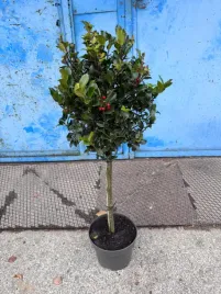 ostrokrzew-meservy-blue-princess-na-pniu-zimozielony-mrozoodporny