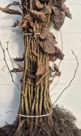 grab-pospolity-rozkrzewione-sadzonki-na-zywoplot-50-90cm-szkolkowany