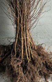 brzoza-brodawkowata-sadzonki-150-200cm-szkolkowana