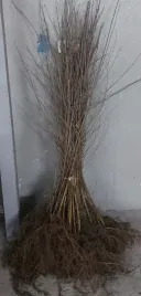 brzoza-brodawkowata-sadzonki-100-150cm-szkolkowana