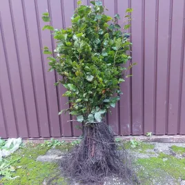 buk-pospolity-sadzonki-na-zywoplot-i-zalesienie-60-100-cm-mrozoodporny