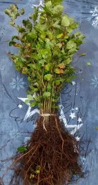 buk-pospolity-sadzonki-na-zywoplot-i-na-zalesienie-40-60-cm