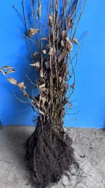 grab-pospolity-na-zywoplot-sadzonki-60-100cm-idealny-na-formowane-zywoploty