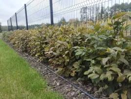 grab-pospolity-na-formowane-zywoploty-sadzonki-40-60cm-pakiet-100-sztuk