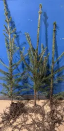 swierk-pospolity-na-zywoplot-sadzonki-50-80-cm-szkolkowany-4-letni