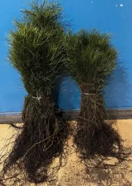 sosna-pospolita-sadzonki-20-40-cm-szkolkowana-pakiet-50-sztuk