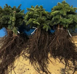 jodla-kaukaska-sadzonki-25-55-cm-szkolkowana-5-letnia