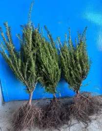 cis-pospolity-sadzonki-na-zimozielony-zywoplot-30-50cm-szkolkowany