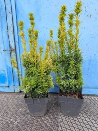 cis-zlocisty-david-sadzonki-na-zimozielony-zywoplot-40-60cm-doniczka-c3