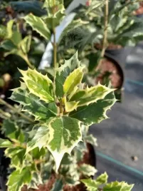 osmantus-o-ciekawym-wybarwieniu-i-zimozielony