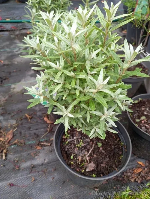 rokitnik-hikul-pelne-witamin-rodzaj-rosliny-inny