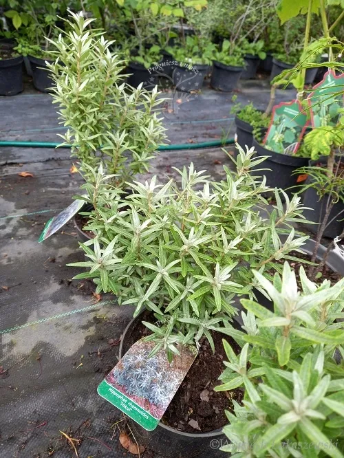 rokitnik-hikul-pelne-witamin