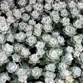 rozchodnik-lopatkowy-cope-blanco-kwiatuszek-sedum-piekne-sadzonki