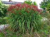 trawa-ozdobna-miscanthus-krater-pieknosc