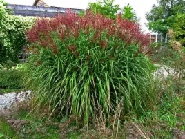 trawa-ozdobna-miscanthus-krater-pieknosc