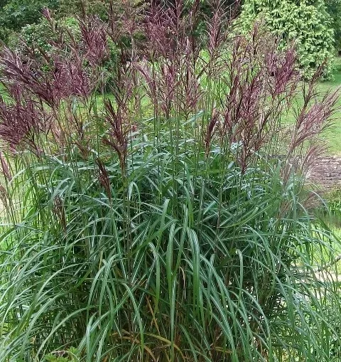 trawa-ozdobna-miscanthus-krater-pieknosc-styl-ogrod-skalny-ogrod-nowoczesny-ogrod-srodziemnomorski-ogrod-japonski-ogrod-wiejski