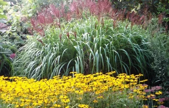 trawa-ozdobna-miscanthus-krater-pieknosc-roslina-w-postaci-sadzonka-w-pojemniku-1-2l