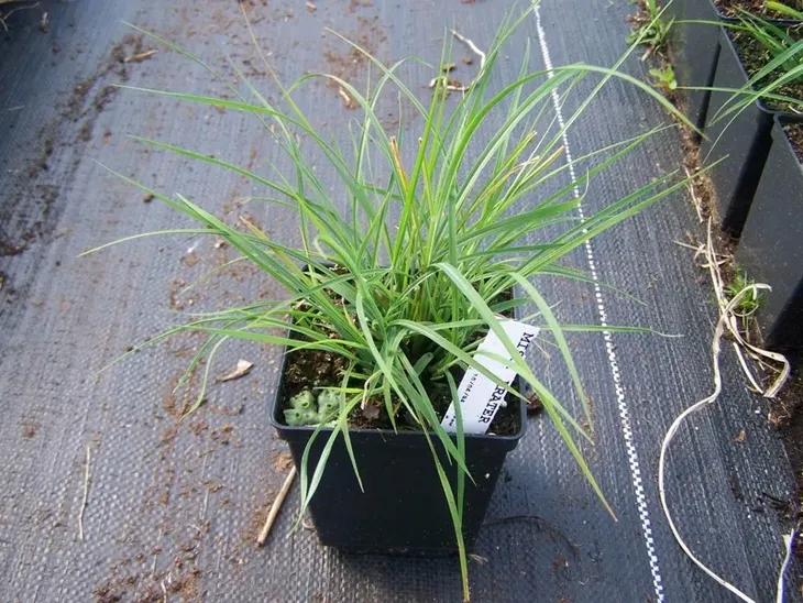 trawa-ozdobna-miscanthus-krater-pieknosc-styl-ogrod-skalny-ogrod-nowoczesny-ogrod-srodziemnomorski-ogrod-japonski-ogrod-wiejski-roslina-w-postaci-sadzonka-w-pojemniku-1-2l