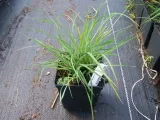 trawa-ozdobna-miscanthus-krater-pieknosc-styl-ogrod-skalny-ogrod-nowoczesny-ogrod-srodziemnomorski-ogrod-japonski-ogrod-wiejski-roslina-w-postaci-sadzonka-w-pojemniku-1-2l