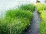 trawa-ozdobna-miscanthus-krater-pieknosc-styl-ogrod-skalny-ogrod-nowoczesny-ogrod-srodziemnomorski-ogrod-japonski-ogrod-wiejski
