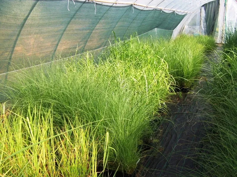 trawa-ozdobna-miscanthus-krater-pieknosc