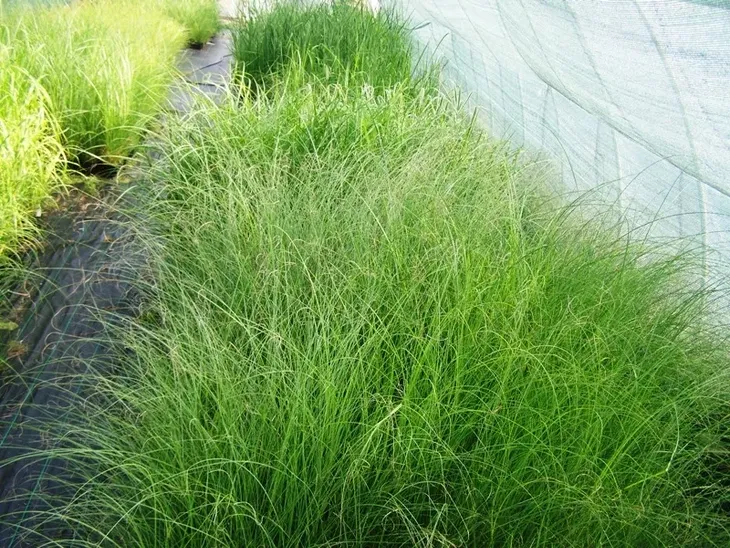 trawa-ozdobna-miscanthus-krater-pieknosc-roslina-w-postaci-sadzonka-w-pojemniku-1-2l-styl-ogrod-skalny-ogrod-nowoczesny-ogrod-srodziemnomorski-ogrod-japonski-ogrod-wiejski