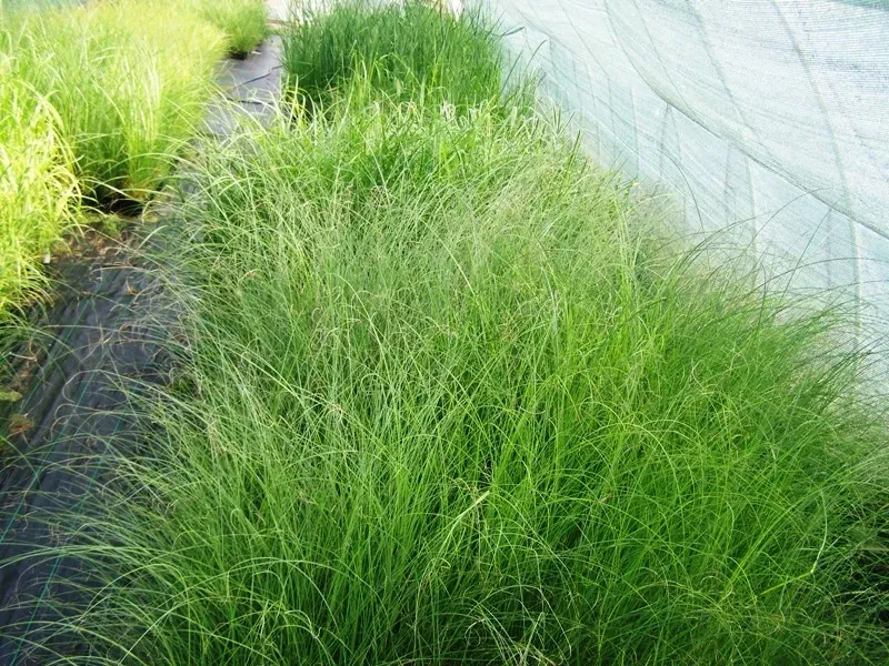 trawa-ozdobna-miscanthus-krater-pieknosc-styl-ogrod-skalny-ogrod-nowoczesny-ogrod-srodziemnomorski-ogrod-japonski-ogrod-wiejski