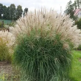 miscanthus-hermen-mussel-sadzonka-traw-1l