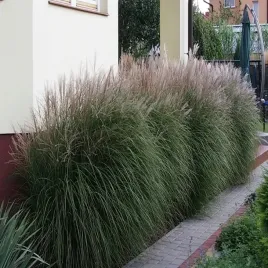 trawa-ozdobna-miscanthus-silberspinne