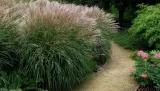 trawa-ozdobna-miscanthus-silberspinne-styl-ogrod-nowoczesny-ogrod-skalny-ogrod-srodziemnomorski-ogrod-japonski-ogrod-wiejski