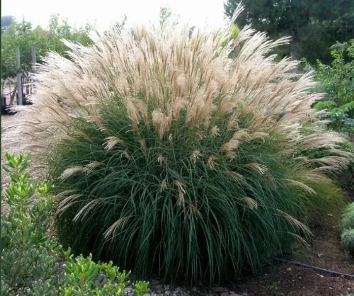 trawa-ozdobna-miscanthus-silberspinne-roslina-w-postaci-sadzonka-w-pojemniku-1-2l