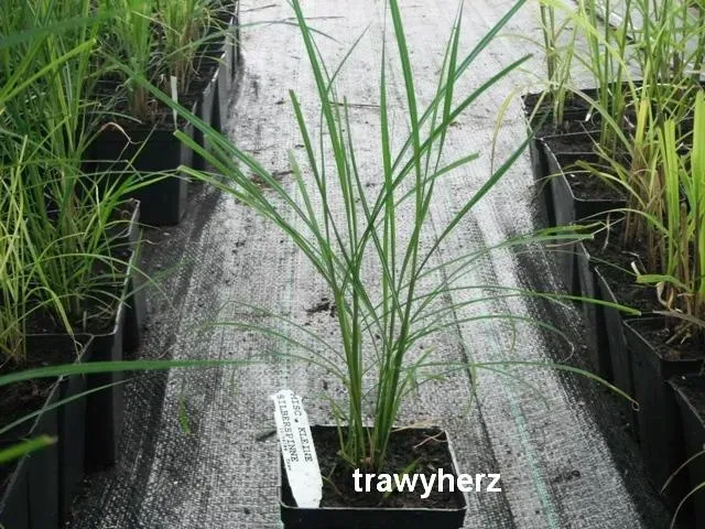 trawa-ozdobna-miscanthus-silberspinne-styl-ogrod-nowoczesny-ogrod-skalny-ogrod-srodziemnomorski-ogrod-japonski-ogrod-wiejski-roslina-w-postaci-sadzonka-w-pojemniku-1-2l