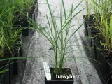 trawa-ozdobna-miscanthus-silberspinne-styl-ogrod-nowoczesny-ogrod-skalny-ogrod-srodziemnomorski-ogrod-japonski-ogrod-wiejski-roslina-w-postaci-sadzonka-w-pojemniku-1-2l