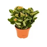 kalanchoe-doniczka