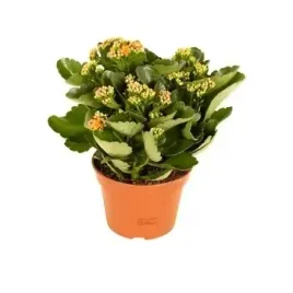kalanchoe-doniczka