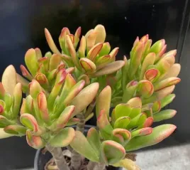 crassula-ovata-red-horn-tree-drzewko-kolorowe