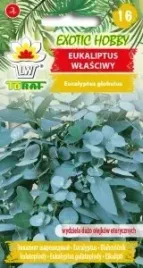 eukaliptus-wlasciwy-10-szt-nasion-olejki-eteryczne