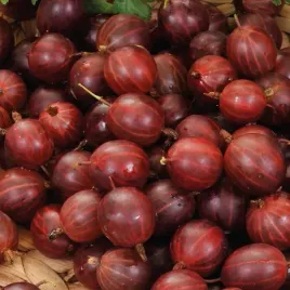 agrest-czerwony-hinnonmaki-rot-2l-na-przetwory