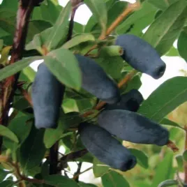 jagoda-kamczacka-vostorg-najwieksze-owoce-1l