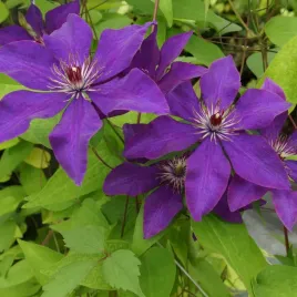 clematis-the-president-powojnik-wielkokwiatowy-granatowo-fioletowy-2l