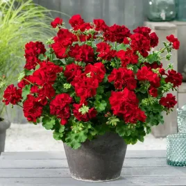 pelargonia-hybrydowa-polzwisajaca-calliope-czerwona-dark-red