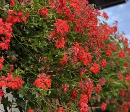 pelargonia-bluszczolistna-zwisajaca-czerwona-pelargonium-peltatum