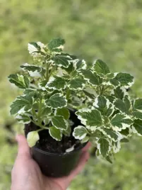 komarzyca-plectranthus-variegata-sadzonki-odstraszajce-komary