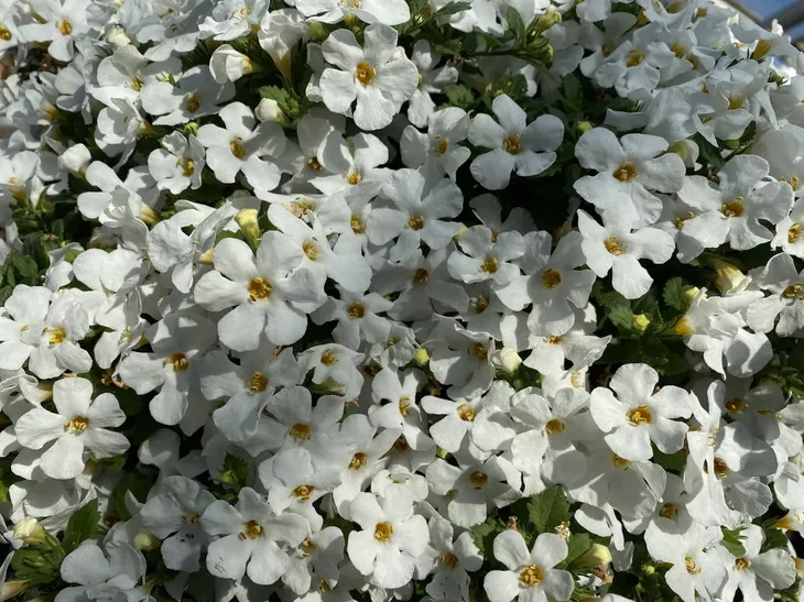 bakopa-bacopa-sutera-biala-sadzonka-waga-z-opakowaniem-1-kg