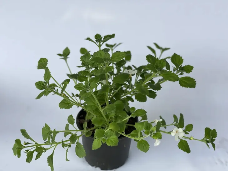 bakopa-bacopa-sutera-biala-sadzonka-roslina-w-postaci-sadzonka-w-pojemniku-do-05l