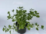 bakopa-bacopa-sutera-biala-sadzonka-roslina-w-postaci-sadzonka-w-pojemniku-do-05l